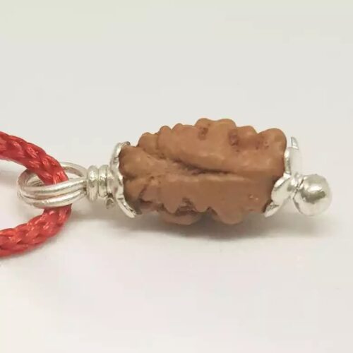 1 Mukhi Rudraksha