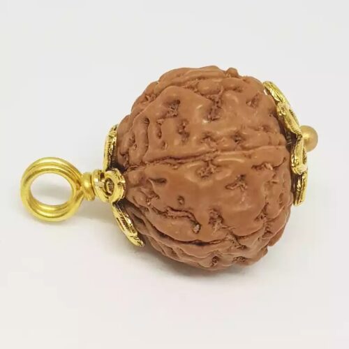 6 Mukhi Rudraksha